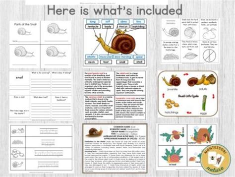 Parts Of A Snail Life Cycle Facts Pack Montessori Nature Printables