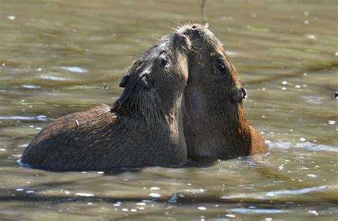 Hydrochoerus Hydrochaeris Capybara Ou Cabiai 130415 Flickr