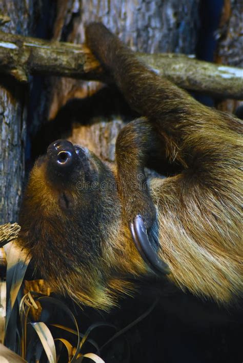 Sloth Animal Sleeping on a Tree Trunk Stock Photo - Image of hanging ...