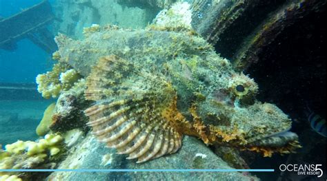 Stonefish Sting Effects