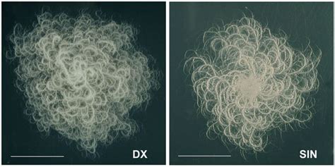 Bacillus mycoides - Alchetron, The Free Social Encyclopedia