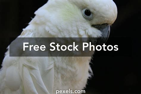 Cacatua Photos, Download The BEST Free Cacatua Stock Photos & HD Images