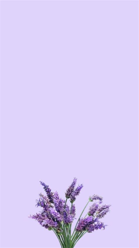 123 Wallpaper Bunga Lilac free Download - MyWeb