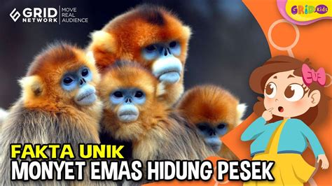 Fakta Unik Monyet Emas Hidung Pesek Yang Pandai Berkomunikasi Youtube