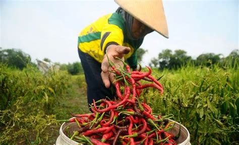 Songsong Lebaran Penyuluh Dampingi Petani Bulungan Panen Cabai