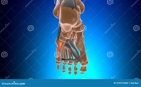 Opponens Digiti Minimi of Foot Muscle Anatomy for Medical Concept 3D Stock Illustration ...