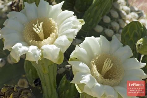 Карнегия (Carnegiea) — описание, выращивание, фото | на LePlants.ru