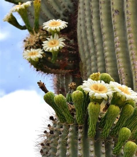 The saguaro flower is the Arizona state flower. It attracts an amazing ...