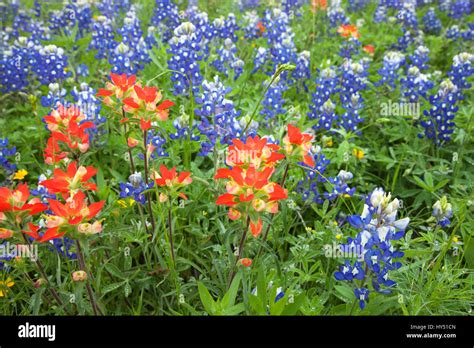 Hill Country Wildflowers Texas Usa Hi Res Stock Photography And Images