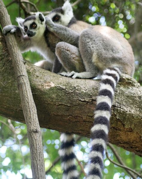 "Ringtail Lemurs Grooming in Madagascar" by Jane McDougall | Redbubble