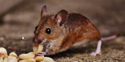 Health Threats Posed By Rodents In Your Home And Business • Problem