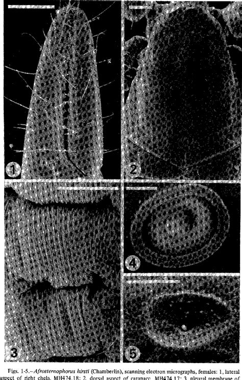 Wolbachia endosymbiont of Chrysotus femoratus | Semantic Scholar