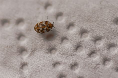 What Do Carpet Beetles Bites Look Like | Two Birds Home