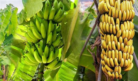 Cara Budidaya Pisang Cavendish Tingkatkan Kualitas Grade Buah