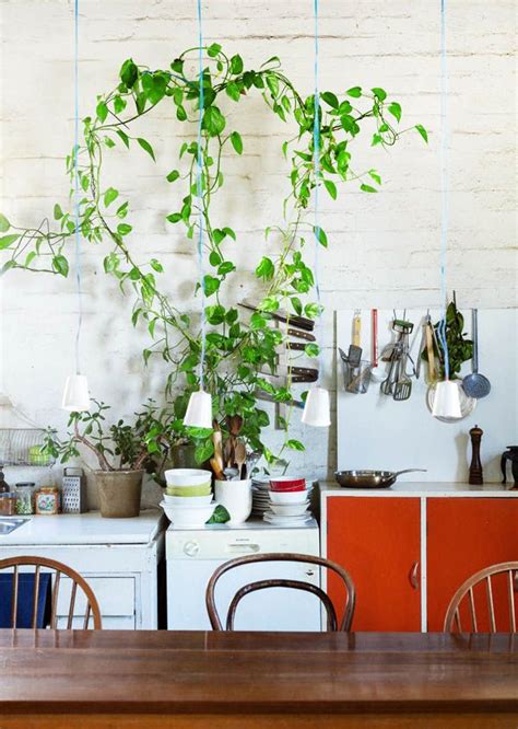 25+ Exceptional Indoor Hanging Plants for You