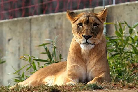 These lionesses have grown a mane and are acting like males