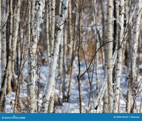 Cluster Of Paper Birch Trees Also Known As White Birch Betula