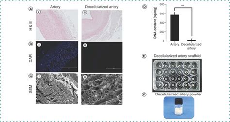 Full Article Protocols For The Preparation And Characterization Of