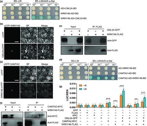 Calmodulin Like Cml And Calmodulin Binding Transcription