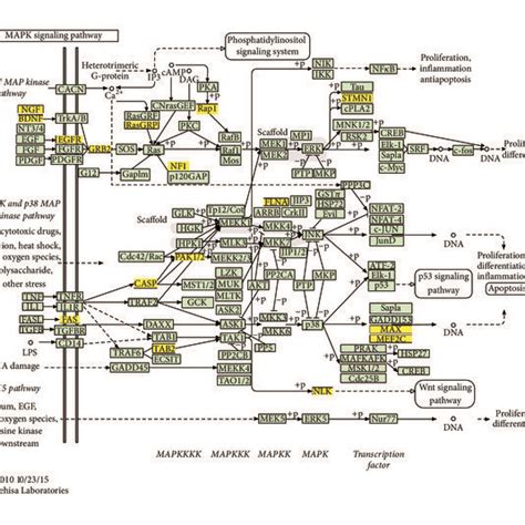 MAPK signaling pathway. This map of MAPK signaling pathway was obtained ...