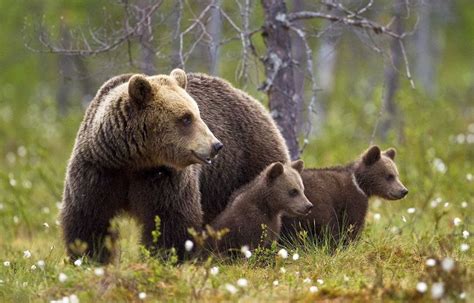 Pyr N Es Quand Deux Oursons Et Leur M Re Font Le Plein De Myrtilles