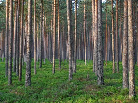 File:Pine forest in Estonia.jpg