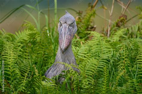 Uganda Wildlife Shoebill Balaeniceps Rex Hidden In The Green