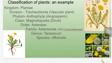 Botany 3 16 17 Plant Families Intro Youtube