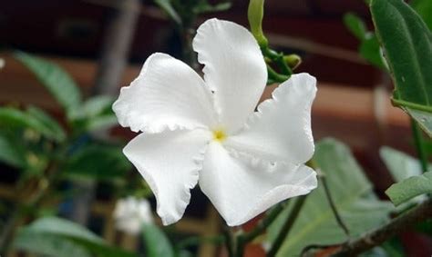 Tabernaemontana divaricata | Pinwheel Flower | 5 Seeds