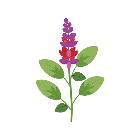 Charming Salvia Plant Design 57393351 Vector Art at Vecteezy