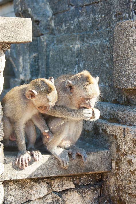 Monkeys at the Uluwatu Temple - Entouriste