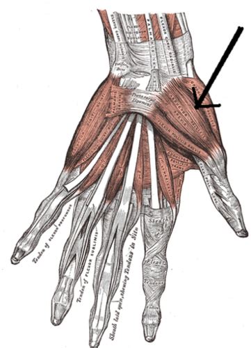 Muscles Of The Hands Flashcards Quizlet