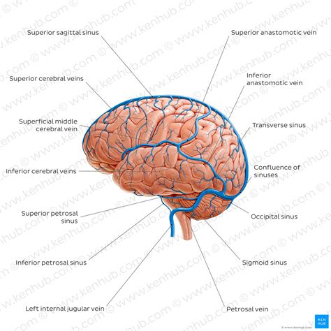 Veins of the brain: Anatomy and clinical notes | Kenhub