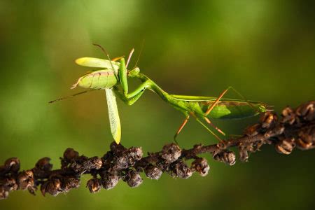 Relações Ecológicas Canibalismo