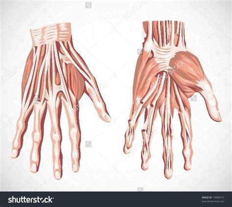 Human Hand Muscles Image | MedicineBTG.com