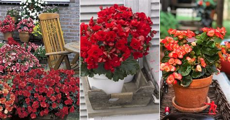 Elatior Begonia Care and Growing Guide | Balcony Garden Web