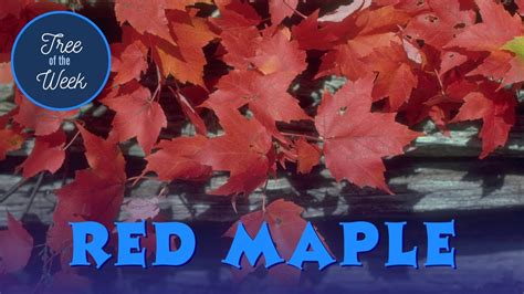 Tree Of The Week Red Maple Youtube