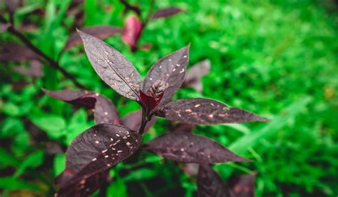 Pseuderanthemum Features How To Grow And Care Tips