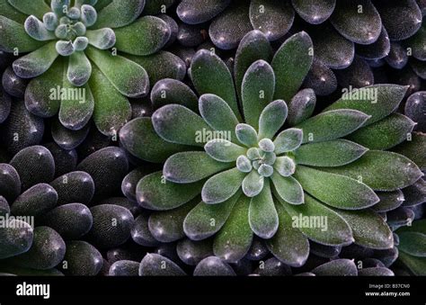 Sinocrassula hi-res stock photography and images - Alamy