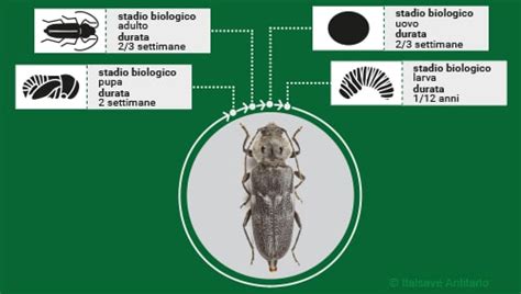 Ciclo Vitale Dei Tarli Del Legno