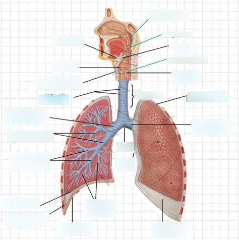 Upper Respiratory Tract Diagram Quizlet