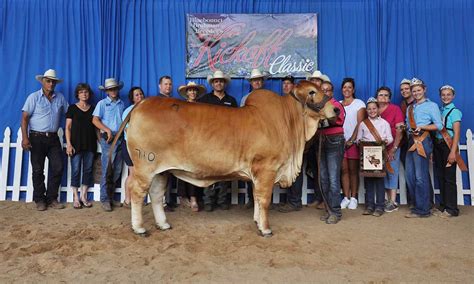 Top Brahman Cattle Producer in the USA - Ending on a High Note