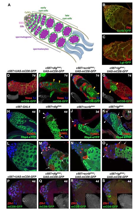 Knockdown Of Dlg Scrib Or Lgl Function In Cyst Cells Leads To Cell