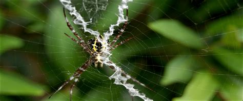 26 Common Spiders Found in the United States! (2022) - Bird Watching HQ