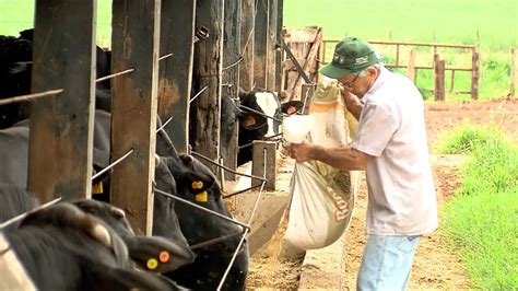 Planejamento Melhora Produtividade Renda E Lucro Na Produ O De Gado