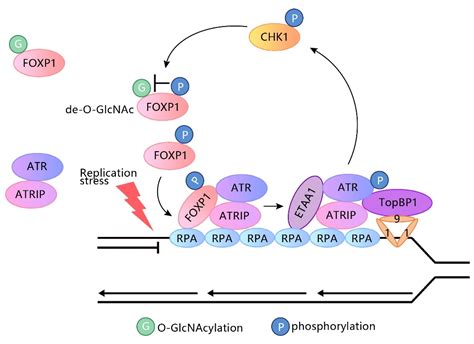 Embo Journal Atr