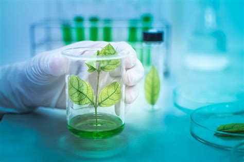 Plant Biochemical Analysis Lifeasible