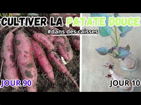 Cultiver La Patate Douce Dans Des Caisses YouTube