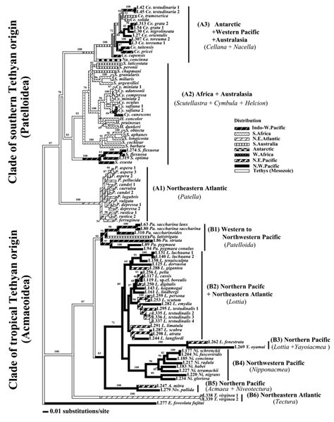 Neighbour Joining Tree Resulting From The Combined Analysis Of S And