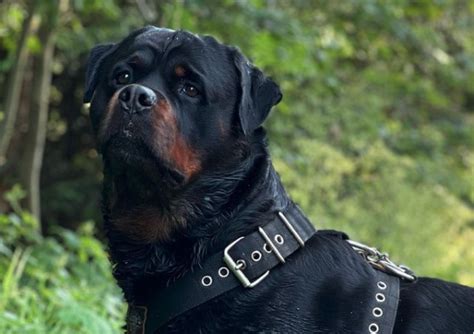 The Rottweiler Hound Mix | A-Love-Of-Rottweilers